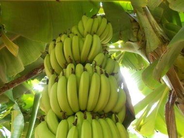 Fresh Green Banana 01