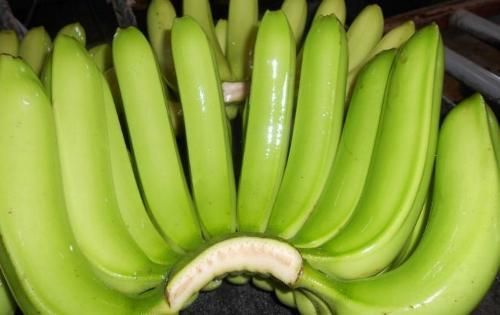 Fresh Green Banana 03