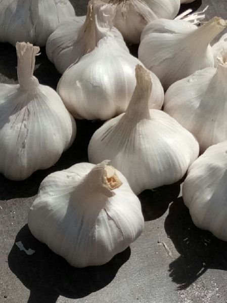 Fresh Garlic 01