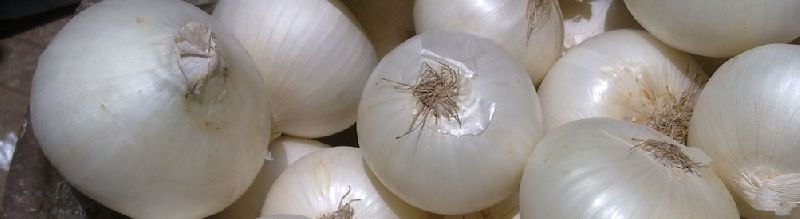 Fresh White Onion 02