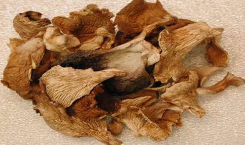 Dried Oyster Mushroom 03