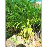 Areca Palm Plants