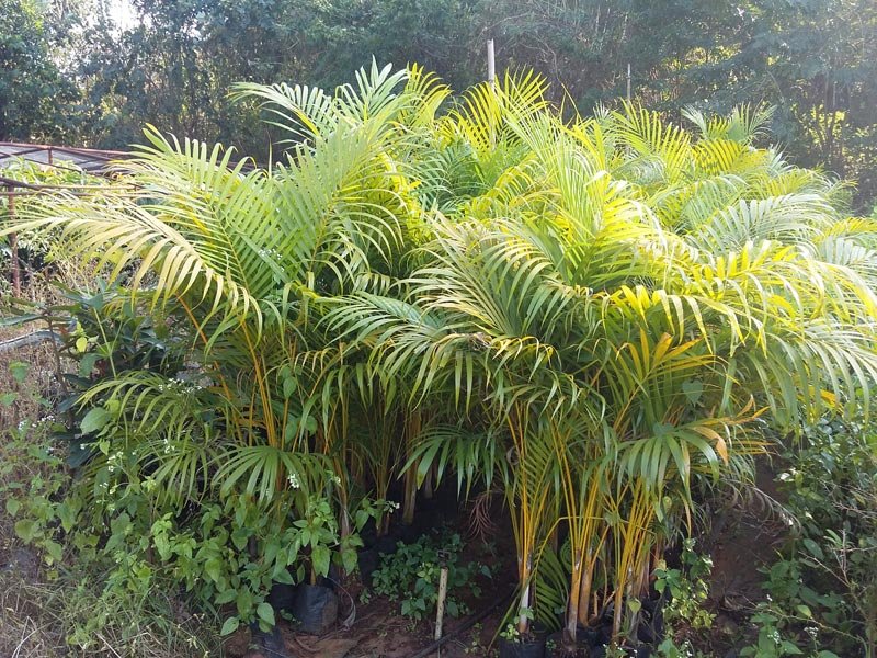 Areca Plants