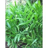 Areca Srivardhini Plants