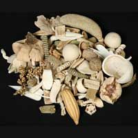 Dry Flower Assorted (Natural & Bleached)