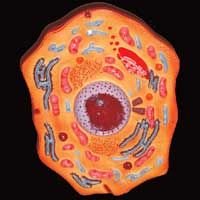 Animal Cell (PZ-1)