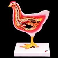 Bird Dissection (Domestic Hen PZ-21)