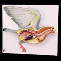 Bird Dissection - Pigeon (PZ-13)