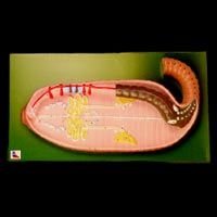 Earthworm Dissection (Pheretima Posthuma PZ-27)