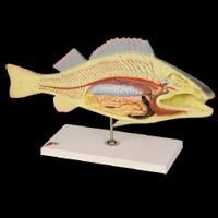 Fish  Dissection (Carp PZ-15)