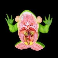 Frog Dissection PZ-34