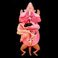 Rat Dissection (Female PZ-48)