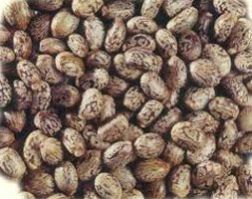 Castor Seeds