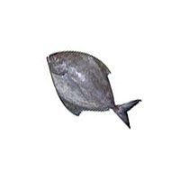 Black Pomfret Fish