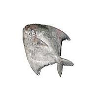 Chinese Pomfret Fish