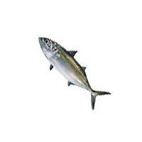 Indian Mackerel Fish