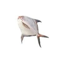 Silver Pomfret Fish