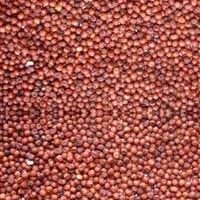 Finger Millet Seed