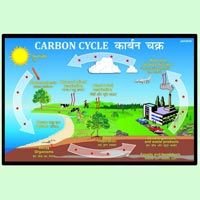 Carbon Cycle