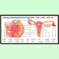 Female Reproductive System