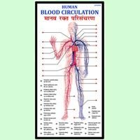 Human Blood Circulation