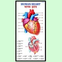 Human Heart