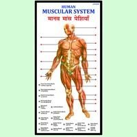 Human Muscular System