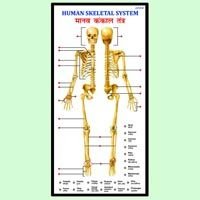 Human Skeleton System