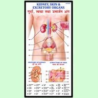 Kidney, Skin & Organ