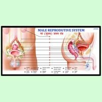 Male Reproductive System