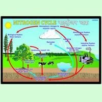 Nitrogen Cycle