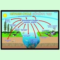 Oxygen Cycle