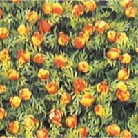 Aquarium Plant (AP-1011)