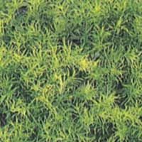 Aquarium Plant (AP-1023)