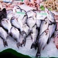 Frozen Fish.02
