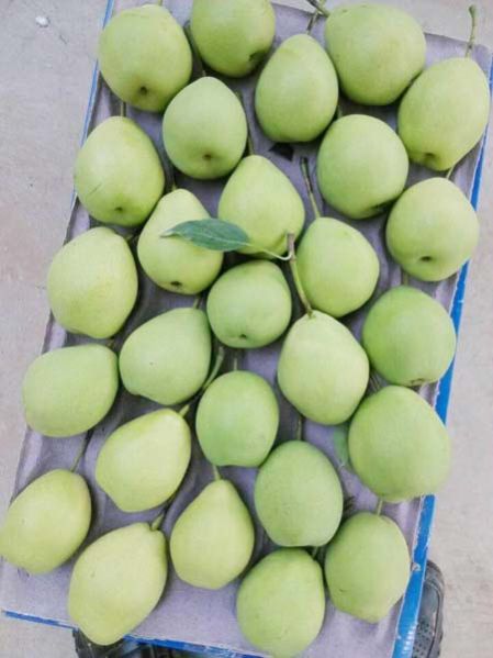 Fresh Chinese Pears