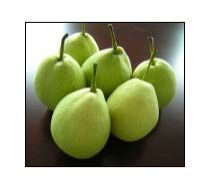 Shandong Pear
