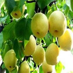 SU Pears