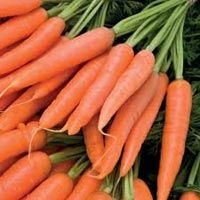Fresh Carrot