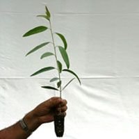 Eucalyptus Plant 01