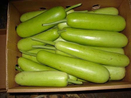 Fresh Bottle Gourd