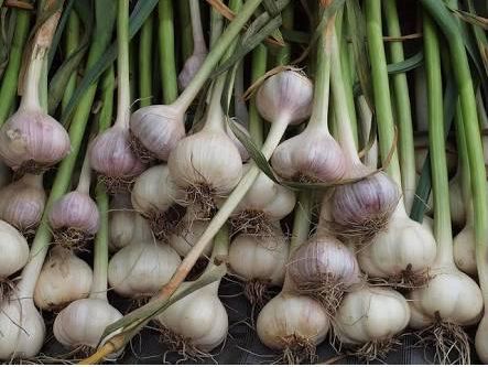 Fresh Garlic 02