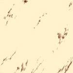 Ivory Glossy Floor Tile (2502)