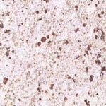 Granite Slabs (White-Galaxy)