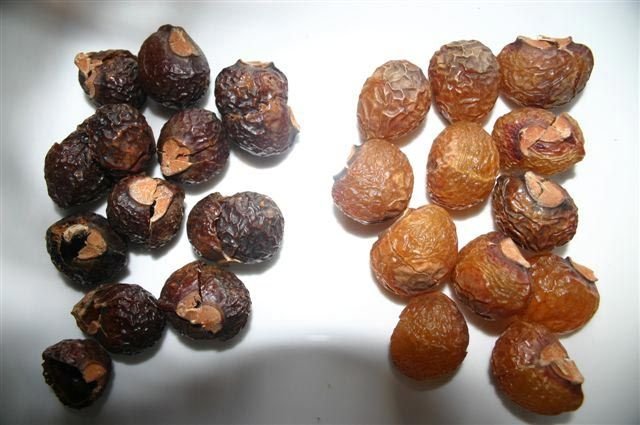 Soapnuts