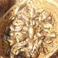 Frozen Fish (Blood Red Snapper)