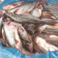 Frozen Fish  (Cat Fish)