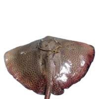 Frozen Fish  (Cow Ray)