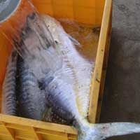 Frozen Fish (Normal Leather Skin)