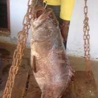 Frozen Fish  (Reef Cod)